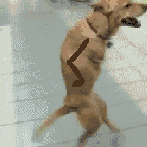 tumblr_mmx0k8NZh01qz9ddwo1_250.gif
